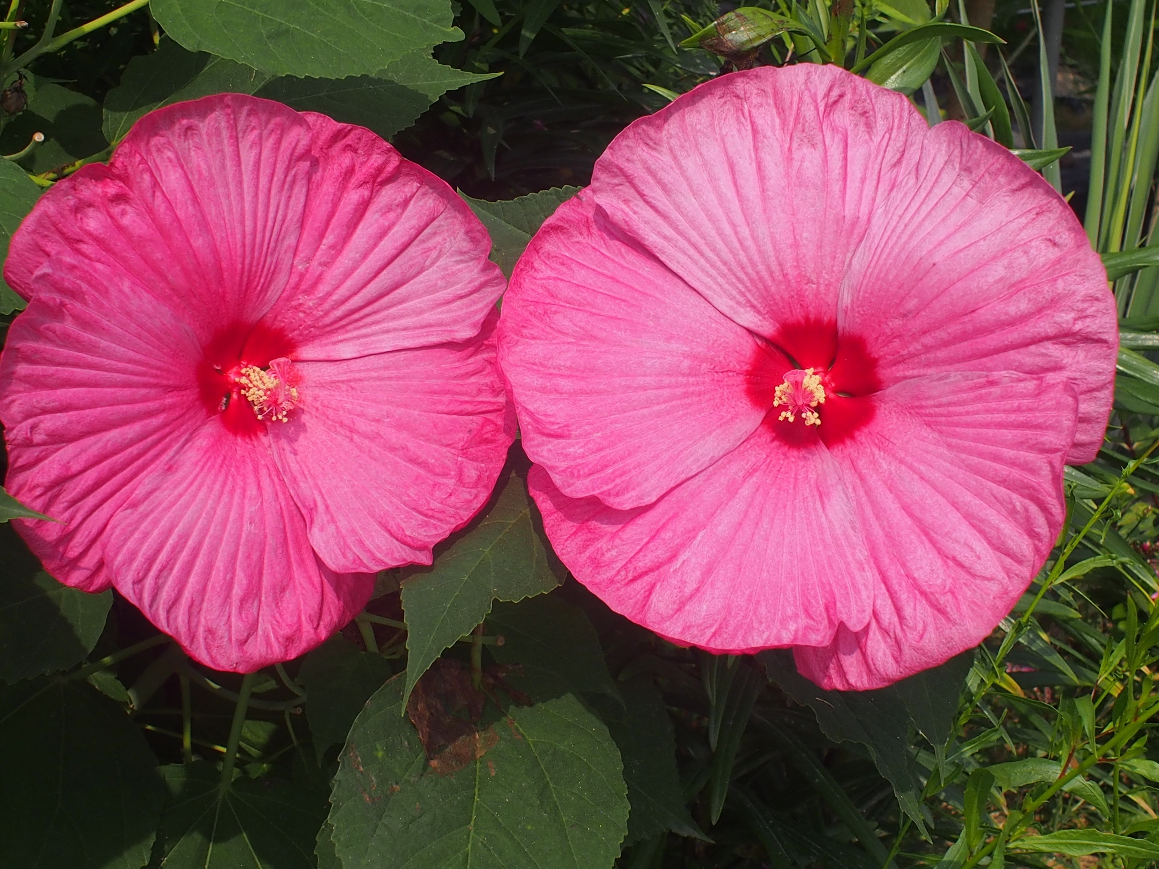 Hibiscus moscheutos 'Luna'
